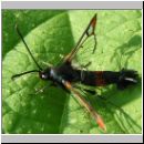 Synanthedon formicaeformis - Glasfluegler 01.jpg